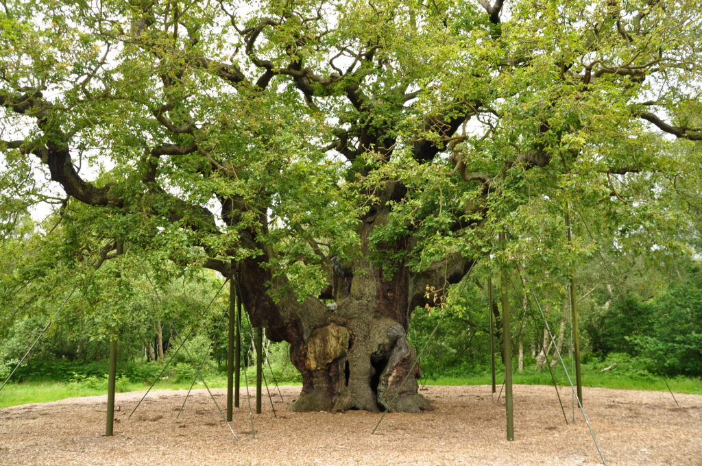 Recording ancient trees - British Wildlife