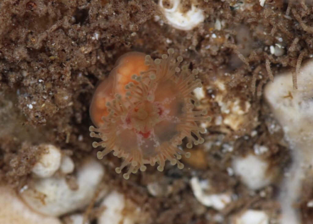 Depastrum cyathiforme