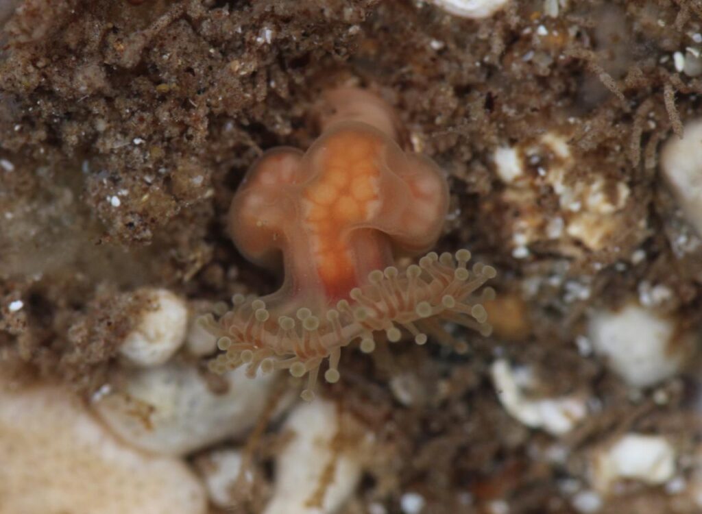 Depastrum cyathiforme