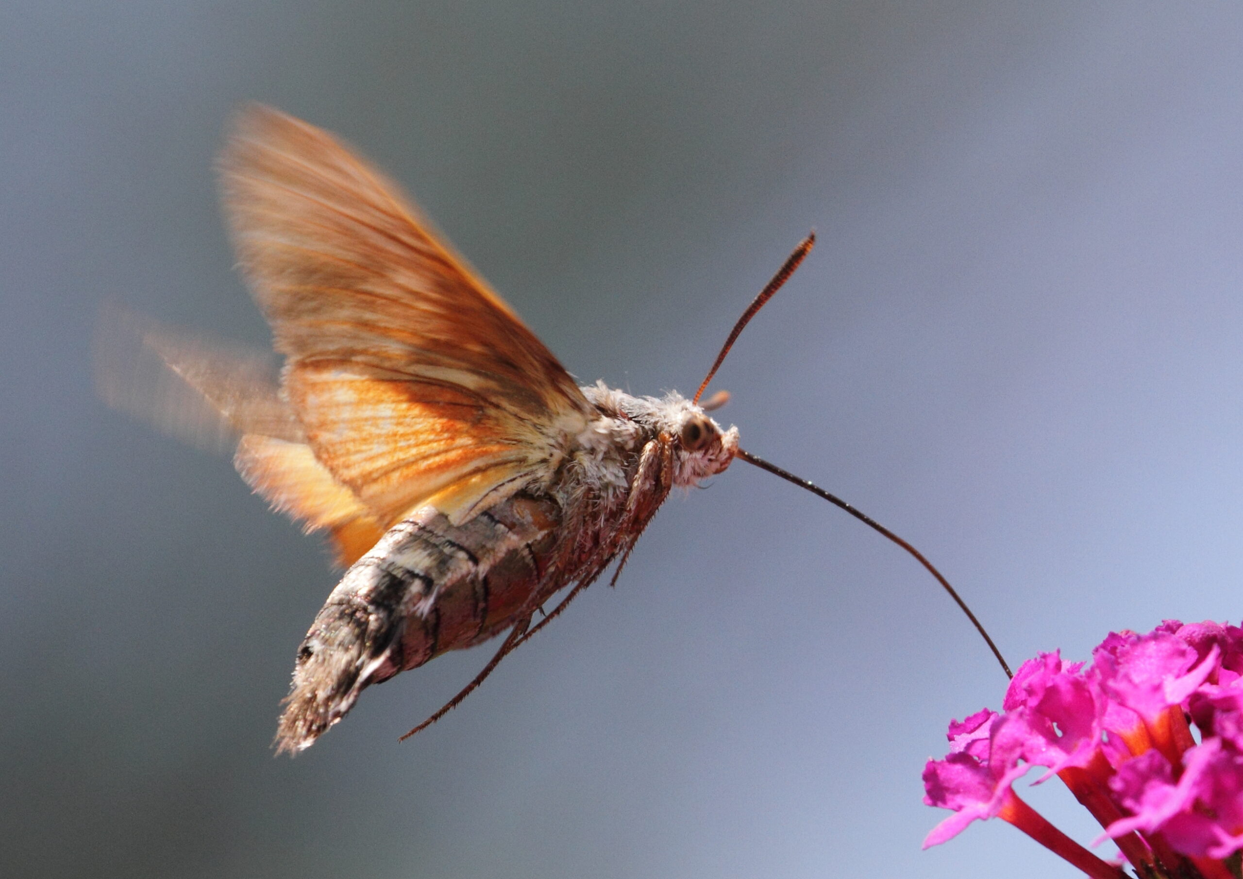 © spacebirdy CC BY-SA 3.0